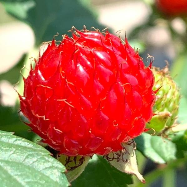 ラズベリー 苗木 レッドドリーム 16.5cmポット苗 苗 : 苗通販店