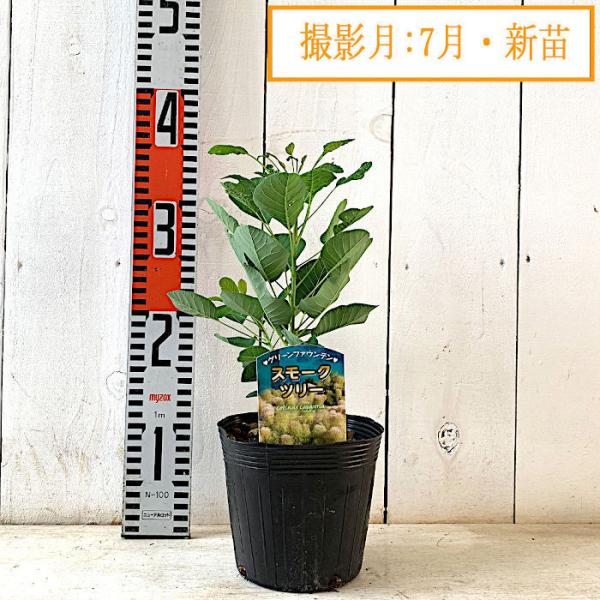 スモークツリー 苗木 グリーンファウンテン 13 5cmポット苗 3年生苗 スモークツリー 苗 Buyee Buyee Japanese Proxy Service Buy From Japan Bot Online