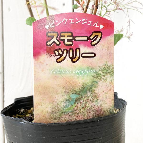 スモークツリー 苗木 ピンクエンジェル 13 5cmポット苗 3年生苗 スモークツリー 苗 Buyee Buyee 日本の通販商品 オークションの代理入札 代理購入