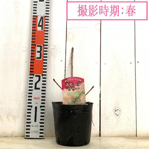 スモークツリー 苗木 ピンクエンジェル 13 5cmポット苗 3年生苗 スモークツリー 苗 Buyee Buyee 日本の通販商品 オークションの代理入札 代理購入