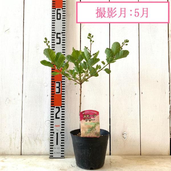 スモークツリー 苗木 ピンクエンジェル 13 5cmポット苗 3年生苗 スモークツリー 苗 Buyee Buyee 日本の通販商品 オークションの代理入札 代理購入