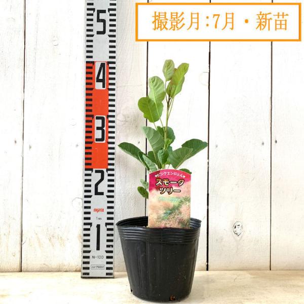 スモークツリー 苗木 ピンクエンジェル 13 5cmポット苗 3年生苗 スモークツリー 苗 Buyee Buyee 日本の通販商品 オークションの代理入札 代理購入