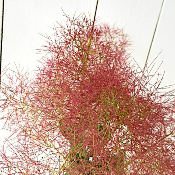 スモークツリー 苗木 リトルルビー 13.5cmポット苗 3年生苗 苗 : 苗