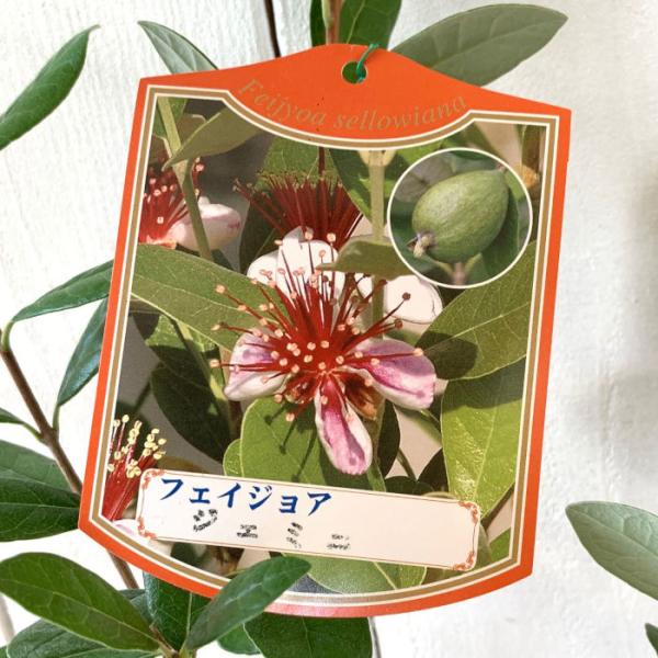 フェイジョア 苗木 ジェミニ 13.5cmポット苗 苗 : 苗通販店 ぐりーん