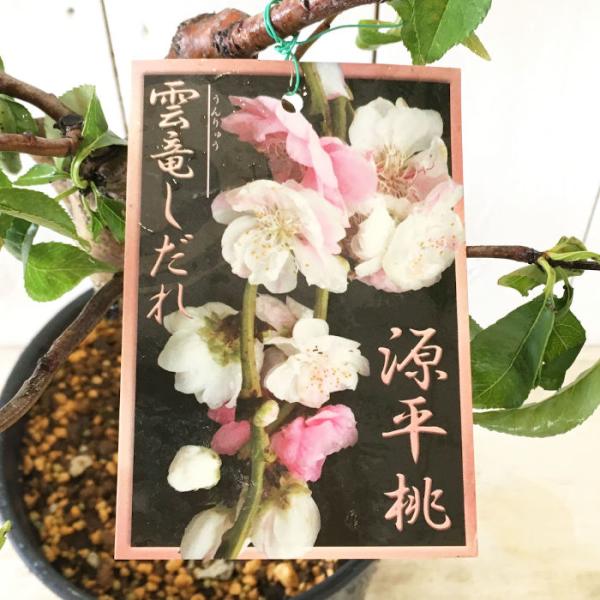 花桃 苗木 雲柳枝垂源平桃 18cmプラ鉢 はなもも 苗 ハナモモ Buyee Buyee Jasa Perwakilan Pembelian Barang Online Di Jepang