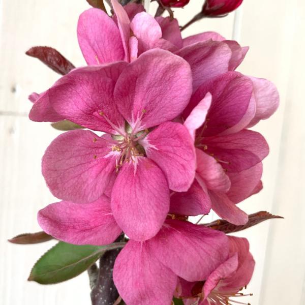 りんご バレリーナツリーの価格と最安値 おすすめ通販を激安で