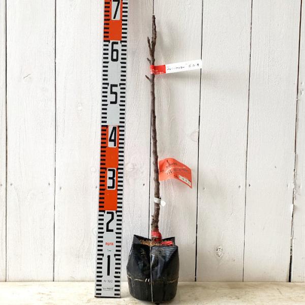 バレリーナツリー 苗木 ポルカ 15cmポット苗 バレリーナツリー 苗 Buyee Servis Zakupok Tretim Licom Buyee Pokupajte V Yaponii