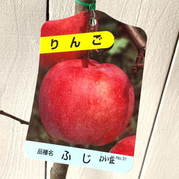 リンゴ 苗木 富士 12cmポット苗 (ワイ性) ふじリンゴ りんご 苗 林檎