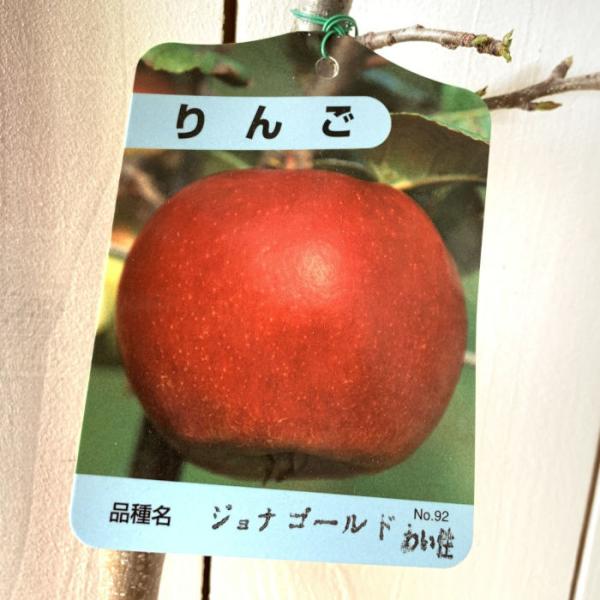リンゴ 苗木 ジョナゴールド 12cmポット苗 (ワイ性) りんご 苗
