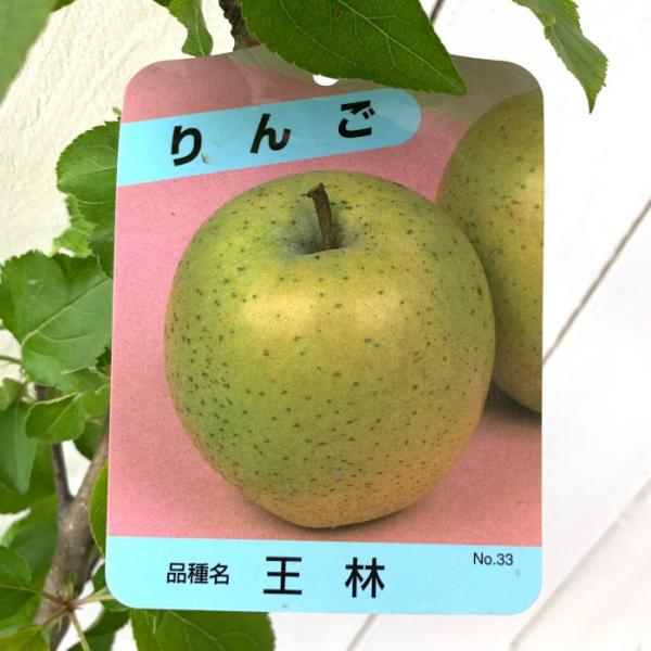 リンゴ 苗木 王林 12cmポット苗 おうりん りんご 苗 林檎 :y-aplourn:苗通販店 ぐりーんべりぃ - 通販 - Yahoo!ショッピング リンゴ 苗木 王林 12cmポット苗 おうりん りんご 苗 林檎 :y-aplourn:苗通販店 ぐりーんべりぃ - 通販 - Yahoo!ショッピング
