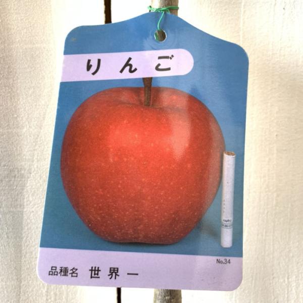 リンゴ 苗木 世界一 12cmポット苗 りんご 苗 林檎 : 苗通販店 ぐりーん