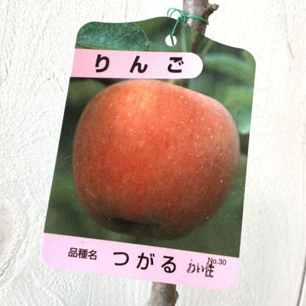 リンゴ 苗木 津軽 12cmポット苗 (ワイ性) つがる りんご 苗 林檎 : 苗