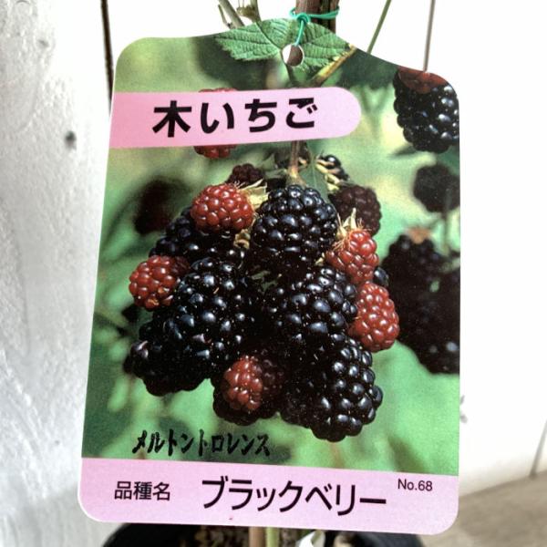 ブラックベリー 苗木 メルトントローレンス (黒実) 12cmポット苗 メルトントロレンス ブラックベリー 苗メルトントローレンスは、トゲがありません。果実は2g前後、糖度は15度前後です。最初は赤く色づき、その後、黒くなっていきます。豊産...