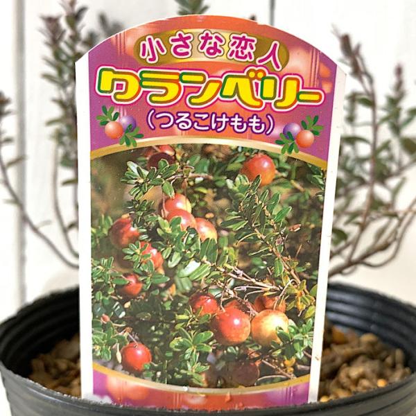 ベリー 苗木 クランベリー 12cmポット苗 ベリー 苗 ツルコケモモ Buyee Buyee Japanese Proxy Service Buy From Japan Bot Online