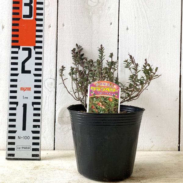 ベリー 苗木 クランベリー 12cmポット苗 ツルコケモモ ベリー 苗 Buyee Buyee Japanese Proxy Service Buy From Japan Bot Online