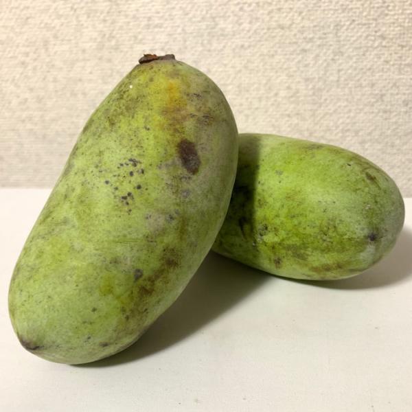 ポポー 苗木 ポポー 10 5cmポット苗 ポポー 苗 Buyee Buyee 日本の通販商品 オークションの代理入札 代理購入