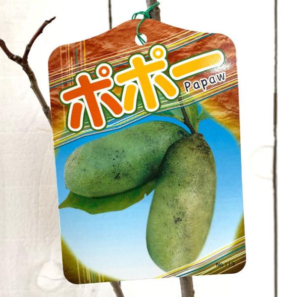 ポポー 苗木 ポポー 10 5cmポット苗 ポポー 苗 Buyee Buyee 提供一站式最全面最專業現地yahoo Japan拍賣代bid代拍代購服務 Bot Online