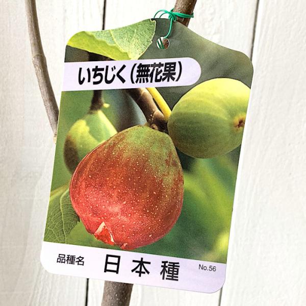 イチジク 苗木 日本種 12cmポット苗 いちじく 苗 無花果 Buyee Buyee Japanese Proxy Service Buy From Japan Bot Online