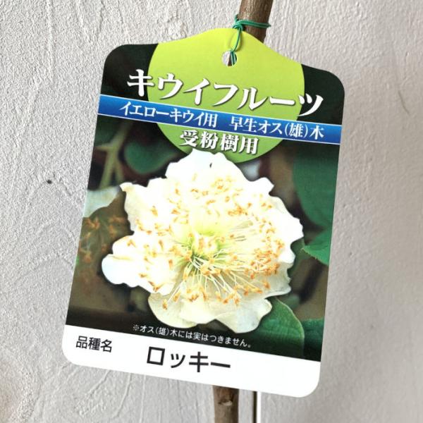 キウイ 苗木 ロッキー (早生オス) 12cmポット苗 苗 キウイフルーツ