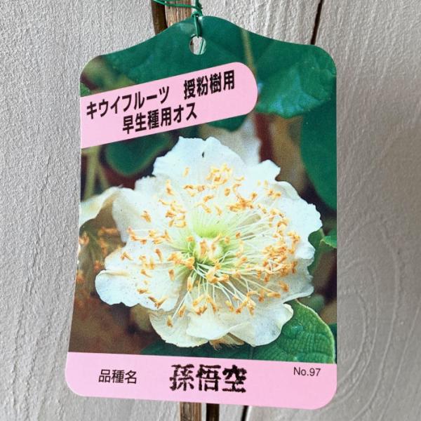 キウイ 苗木 孫悟空 (早生オス) 12cmポット苗 そんごくう キウイ 苗 キウイフルーツ