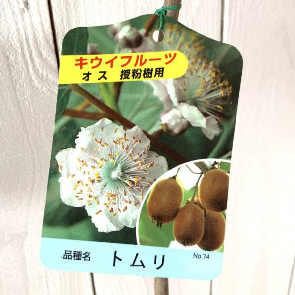 キウイ 苗木 トムリ (オス) 12cmポット苗 苗 キウイフルーツ : 苗通販