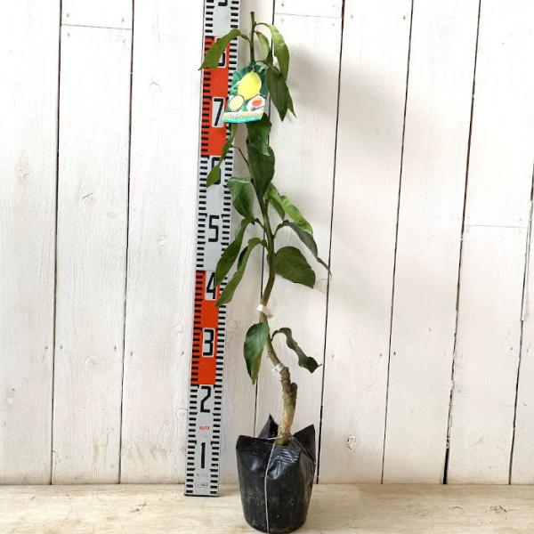 オレンジ 苗木 ベルガモット 15cmポット苗 ファンタスティコ オレンジ 苗 Buyee Buyee 日本の通販商品 オークションの代理入札 代理購入