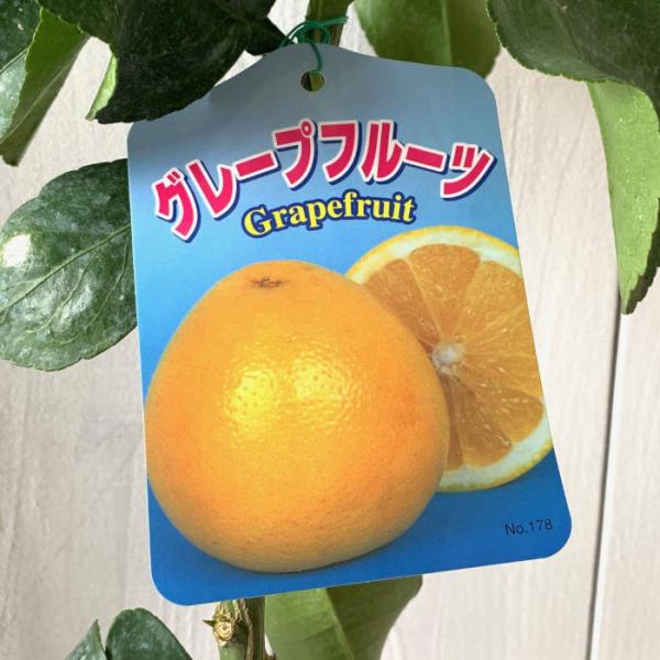 グレープフルーツ 苗木 マーシュ 13.5cmポット苗 苗 : 苗通販店