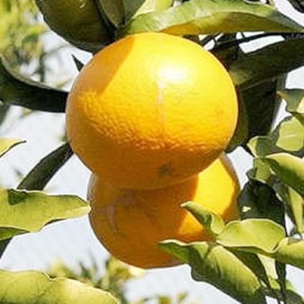 みかん 苗木 星タンゴール 15cmポット苗 ミカン 苗 蜜柑 : 苗通販店