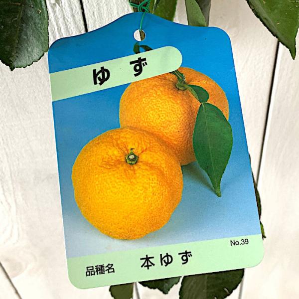 本ゆず 3年生 苗木 21cm7号ポリポット入り ゆず 苗木 本柚子13.5cmポット苗 本ゆず 本ユズ ほんゆず ユズ 苗 柚子