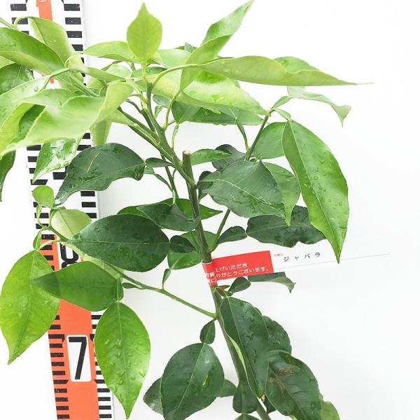 香酸柑橘 苗木 邪払 13 5cmポット苗 じゃばら 香酸柑橘 苗 Buyee Buyee 日本の通販商品 オークションの代理入札 代理購入