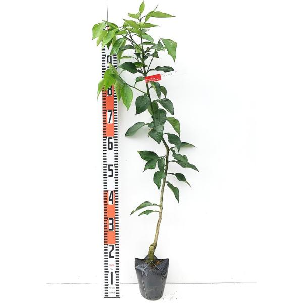 香酸柑橘 苗木 邪払 13 5cmポット苗 じゃばら 香酸柑橘 苗 Buyee Buyee 日本の通販商品 オークションの代理入札 代理購入