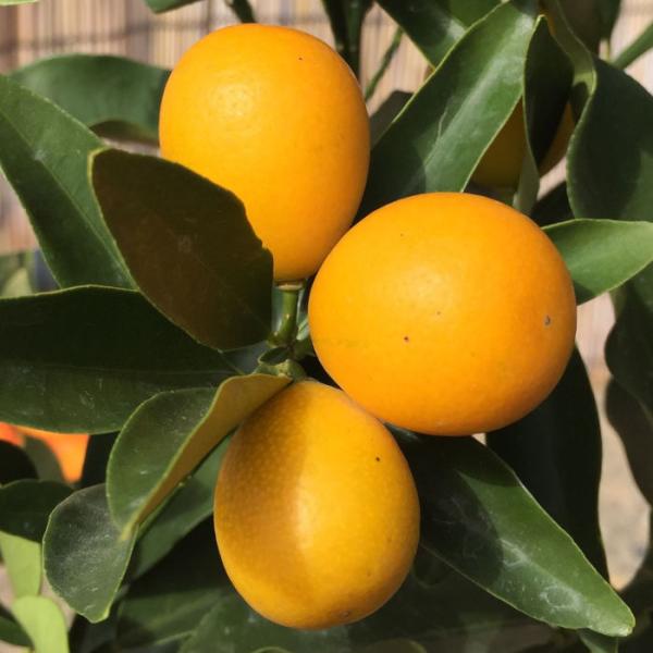 キンカン 苗木 寧波金柑 13 5cmポット苗 ニンポウキンカン きんかん 苗 金柑 Buyee Buyee 日本の通販商品 オークションの代理入札 代理購入