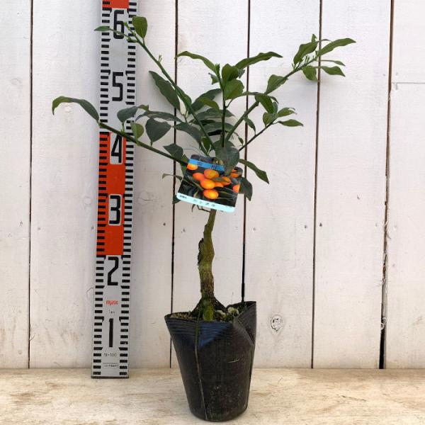 キンカン 苗木 寧波金柑 13 5cmポット苗 ニンポウキンカン きんかん 苗 金柑 Buyee Buyee 日本の通販商品 オークションの代理入札 代理購入