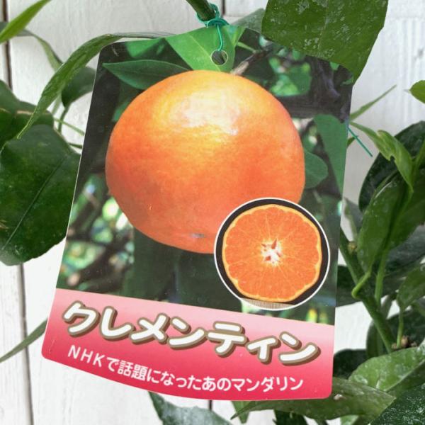 オレンジ 苗木 クレメンティン 15cmポット苗 苗 : 苗通販店 ぐりーん