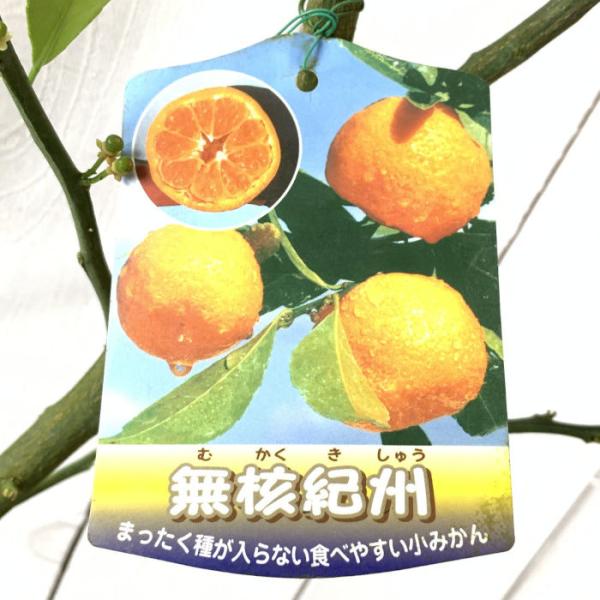 みかん 苗木 無核紀州 15cmポット苗 むかくきしゅう ミカン 苗 蜜柑