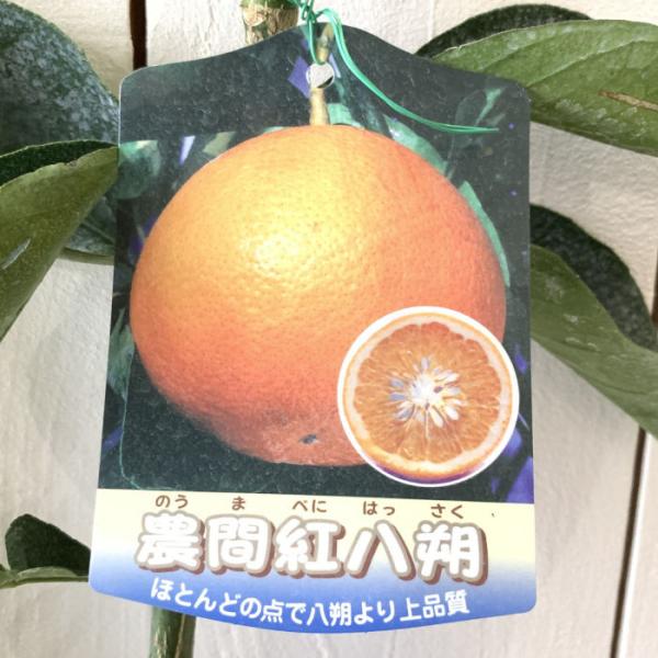 みかん 苗木 農間紅八朔 15cmポット苗 のうまべにはっさく ミカン 苗