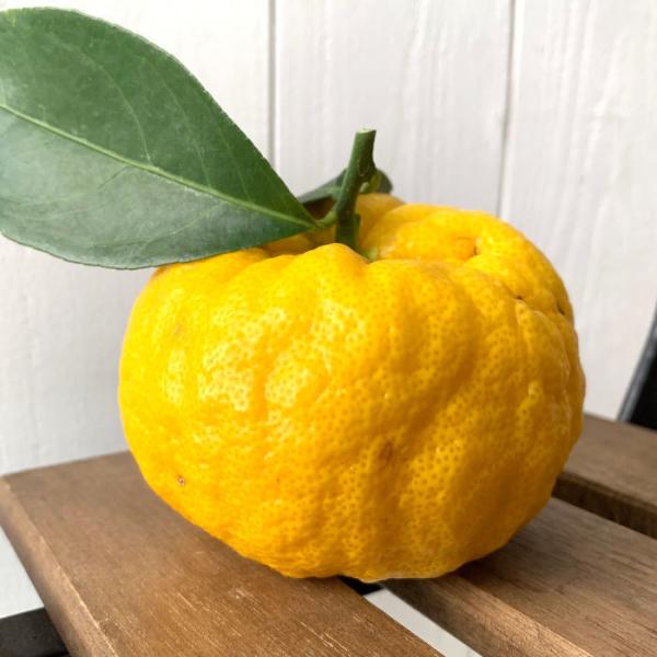 ゆず 苗木 鬼ユズ 15cmポット苗 鬼ゆず おにゆず ユズ 苗 柚子 Buyee Buyee Jasa Perwakilan Pembelian Barang Online Di Jepang