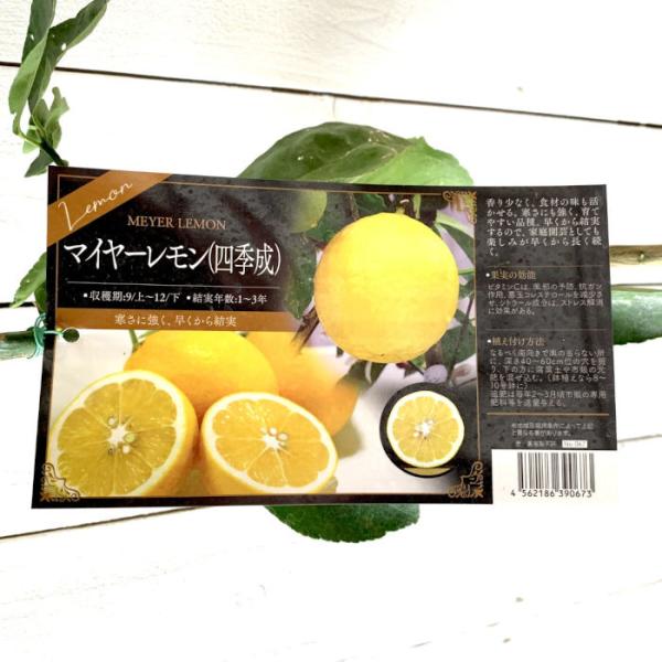 レモン 苗木 マイヤー 四季成 15cmポット苗 れもん 苗 檸檬 Buyee Servis Zakupok Tretim Licom Buyee Pokupajte Iz Yaponii