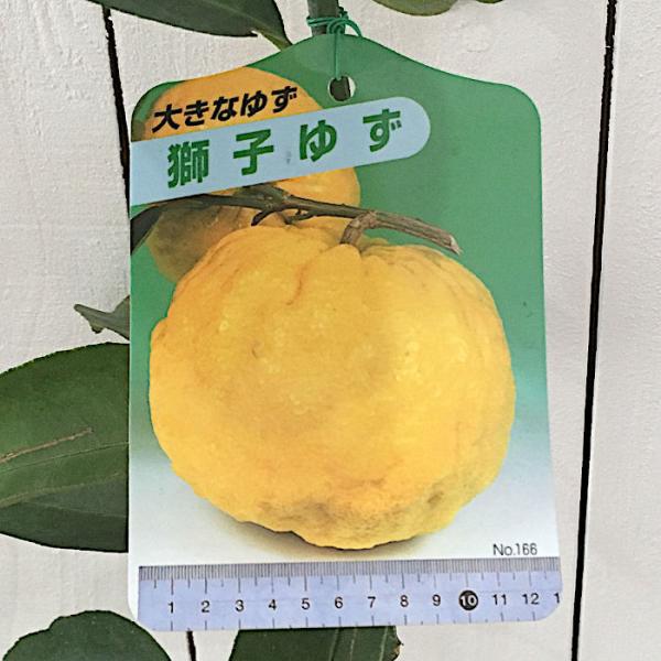 ゆず 苗木 獅子ユズ 13 5cmポット苗 ししゆず ユズ 苗 柚子 Buyee Buyee Japanese Proxy Service Buy From Japan Bot Online
