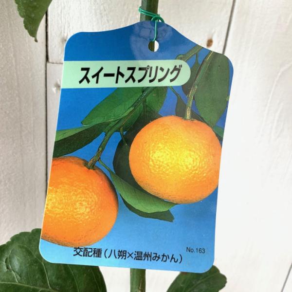 みかん 苗木 スイートスプリング 13.5cmポット苗 ミカン 苗 蜜柑 : 苗