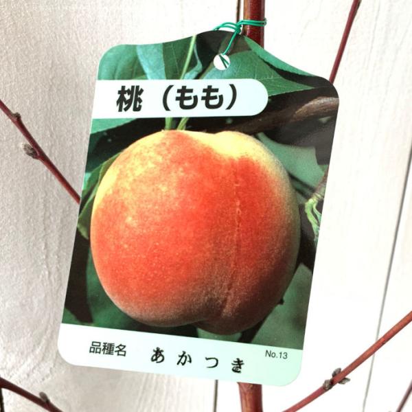 桃 苗木 あかつき 12cmポット苗 もも 苗 モモ : 苗通販店 ぐりーんべり
