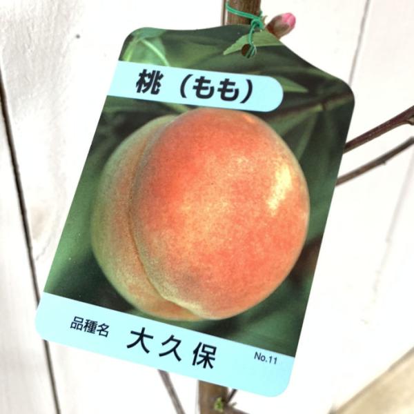 桃 苗木 大久保 12cmポット苗 おおくぼ もも 苗 モモ : 苗通販店