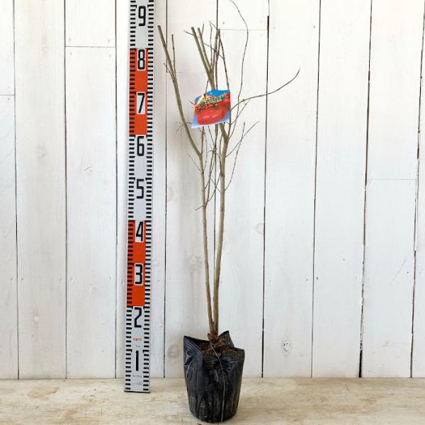 ザクロ 苗木 カリフォルニアザクロ 15cmポット苗 ざくろ 苗 柘榴 Buyee Buyee Japanese Proxy Service Buy From Japan Bot Online