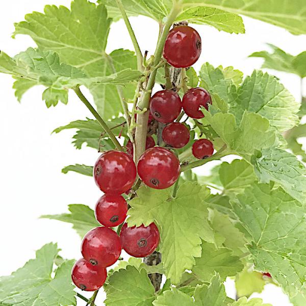 レッドカーラント 苗木 12cmポット苗 アカフサスグリ 苗 赤フサスグリ レッドカラント すぐりレッドカーラントは、初夏に透明感のある赤い果実を房状につけるセイヨウスグリの園芸種です。宝石のルビーのような赤い実が鈴なりになった様子はコンテ...