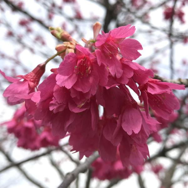 桜 苗木 寒緋桜 12cmロングポット苗 かんひざくら さくら 苗 サクラ