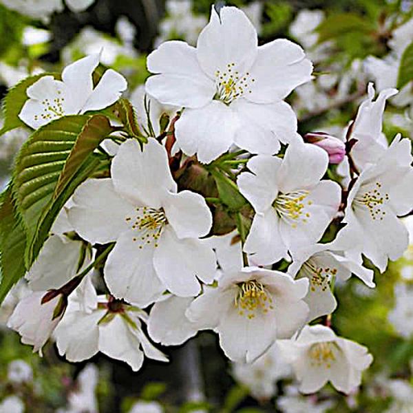 桜 苗木 大島桜 12cmロングポット苗 おおしまざくら さくら 苗 桜 苗木 大島桜 12cmロングポット苗 おおしまざくら さくら 苗