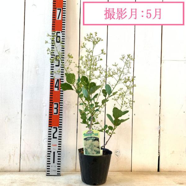 スモークツリー 苗木 グリーンボール 13 5cmポット苗 3年生苗 スモークツリー 苗 Buyee Buyee Japanese Proxy Service Buy From Japan Bot Online