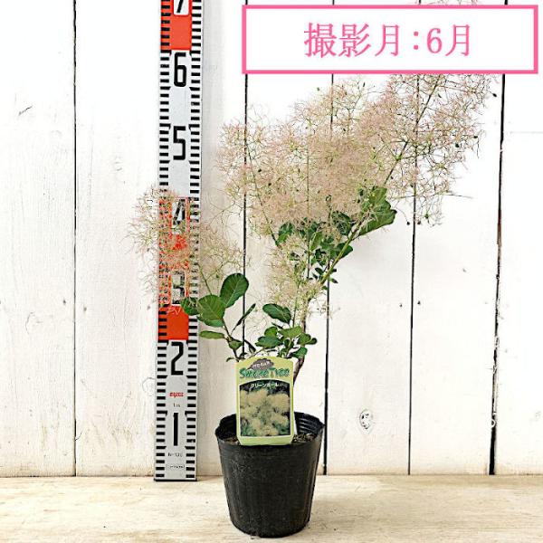 スモークツリー 苗木 グリーンボール 13 5cmポット苗 3年生苗 スモークツリー 苗 Buyee Buyee Japanese Proxy Service Buy From Japan Bot Online