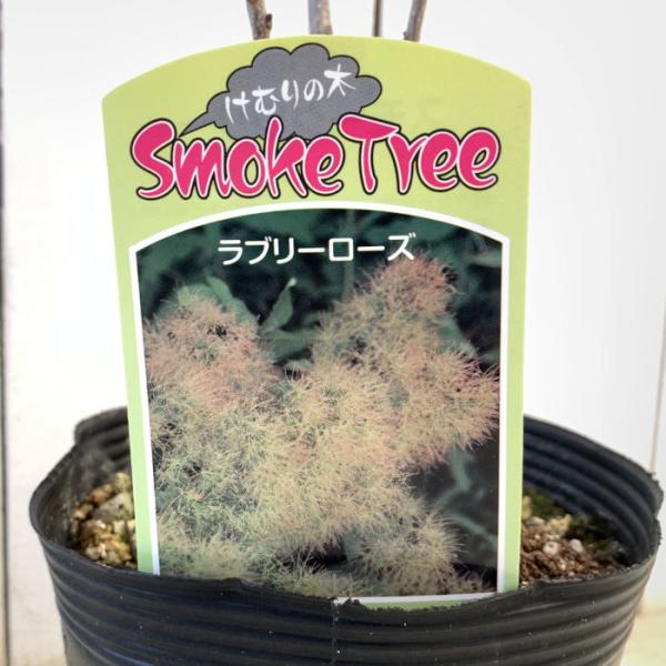 スモークツリー 苗木 ラブリーローズ 13.5cmポット苗 3年生苗 苗 : 苗