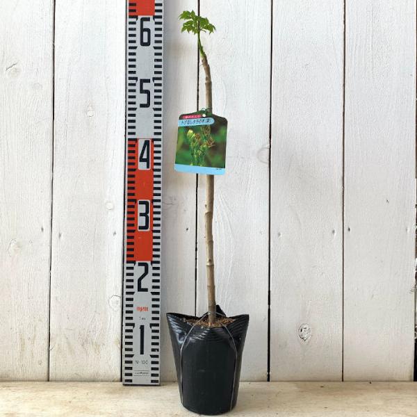 山菜 苗木 とげなしタラ 12cmポット苗 山菜 苗 たら Buyee Buyee Japanese Proxy Service Buy From Japan Bot Online